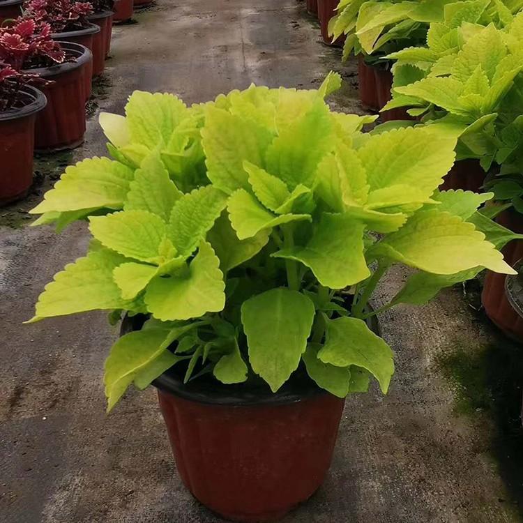 彩叶草盆栽批发 五彩苏盆景 青叶彩叶草小红盆 绿化造景