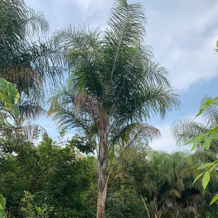 皇后葵容器苗 庭院观赏棕榈行道树 皇后葵移植苗 多规格供应