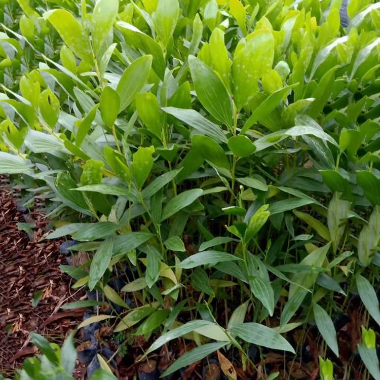 大叶相思树小苗耳叶相思袋苗价格防风护土固沙绿化树