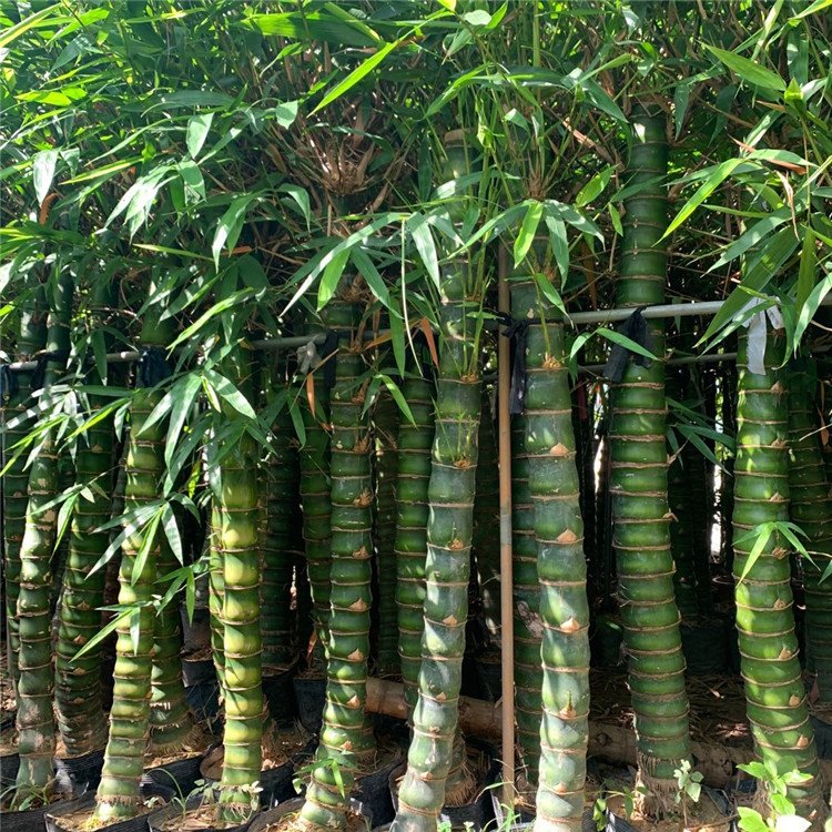 佛肚竹基地直供观赏竹子佛肚竹袋苗根系好易成活
