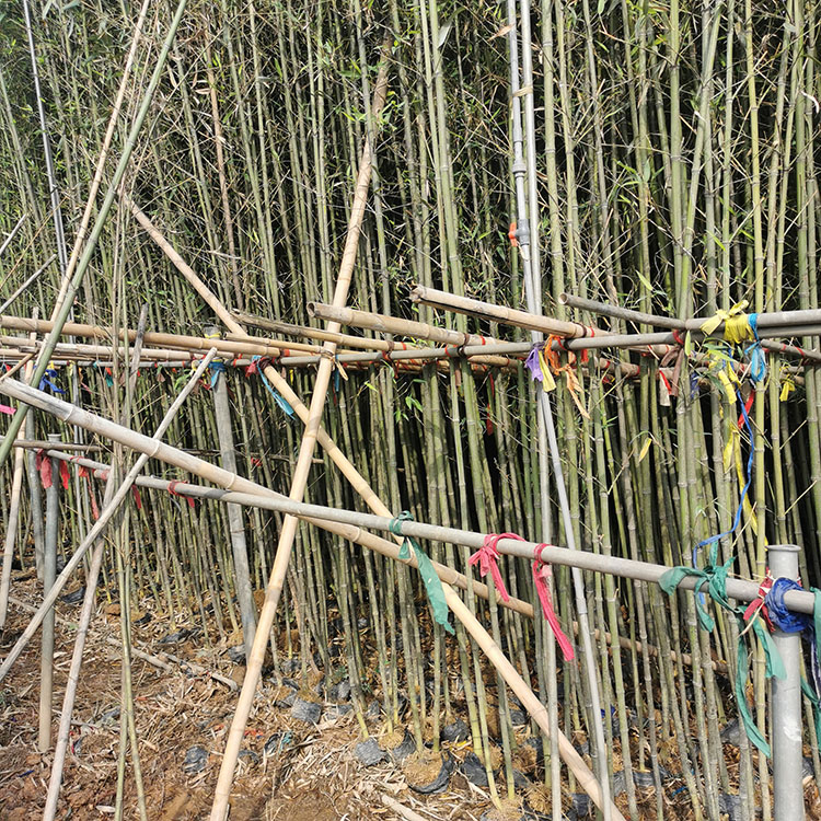 园艺场供销基地长期为客户供应所需要的园林绿化工程苗木的品种和数量