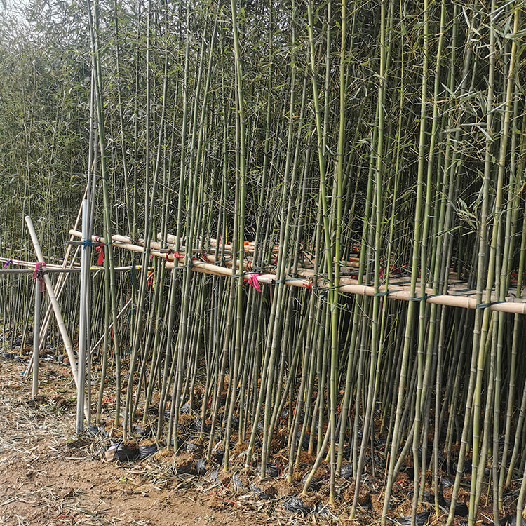 园艺场供销基地长期为客户供应所需要的园林绿化工程苗木的品种和数量