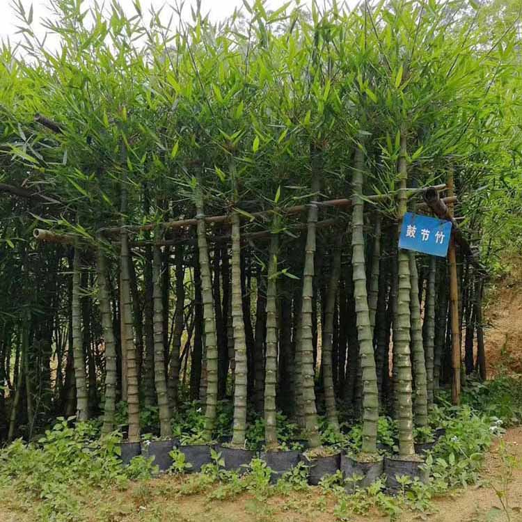 鼓节竹批发鼓节竹小苗批发竹子树苗