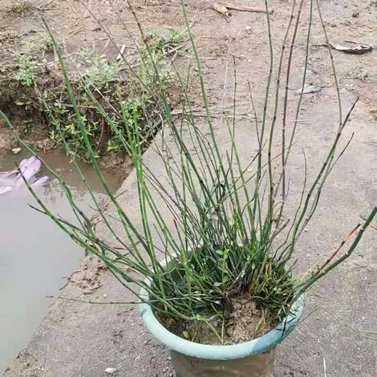 木贼小苗木贼袋苗水体绿化公园造景