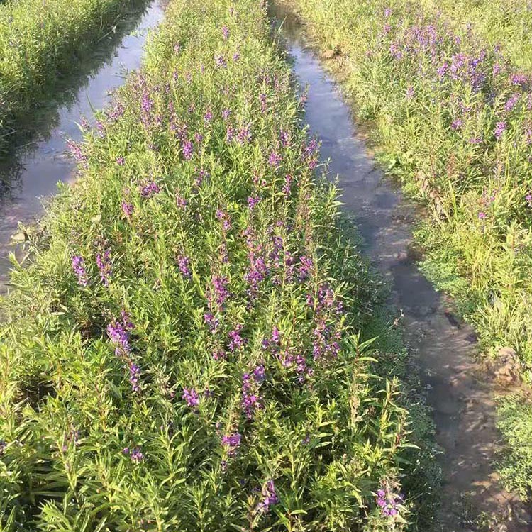 水枝柳水柳對葉蓮溼地綠化修復工程水生植物