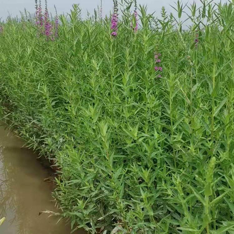 水枝柳水柳對葉蓮溼地綠化修復工程水生植物