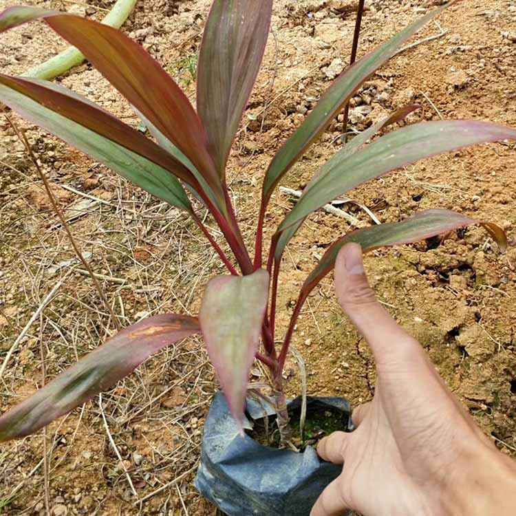 紅葉朱蕉小苗批發 紅葉鐵樹綠化苗 園林綠化彩葉植物