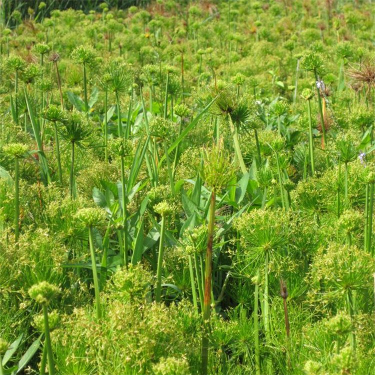 纸莎草袋苗多年生水生常绿植物耐寒耐热好养