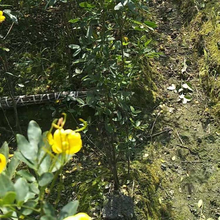 黄花槐小苗批发基地福建漳州产地黄花槐树苗园林绿化植物
