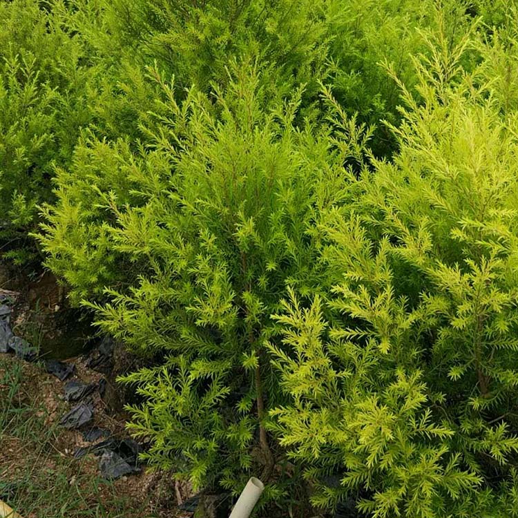 黄金宝树小苗 黄金香柳袋苗 彩叶植物 庭园绿化景观