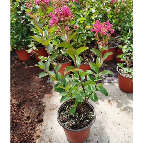 矮化紫薇盆栽批发矮紫薇小红盆价格景区装饰花坛盆景