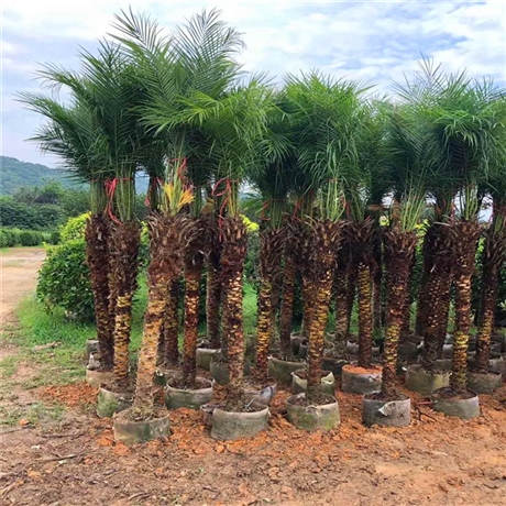 美丽针葵基地直供美丽针葵移植苗常绿乔木庭院公园树