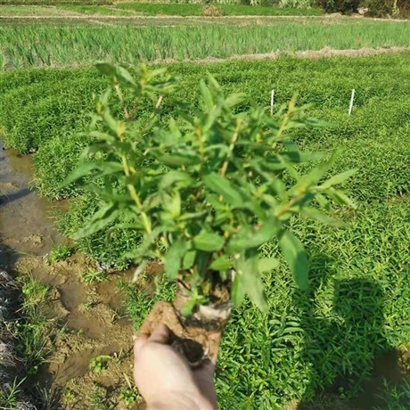 水枝柳水柳對葉蓮溼地綠化修復工程水生植物