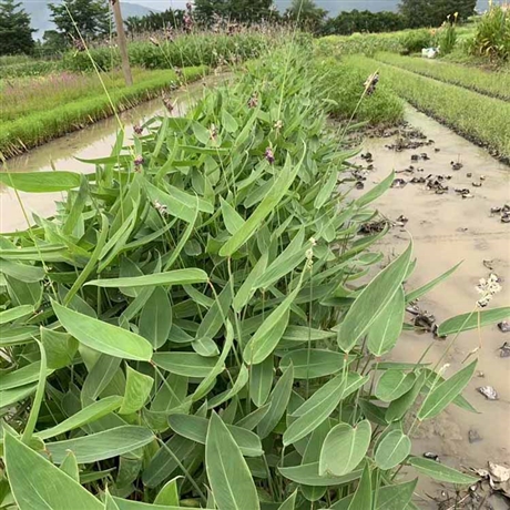 挺水植物水竹芋杯苗水莲蕉批发基地水体绿化