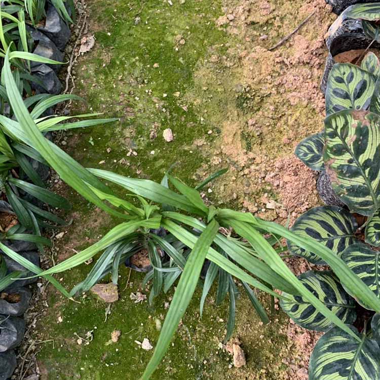 吉祥草小苗批发 吉祥草袋苗 紫衣草绿化苗 常绿草本植物