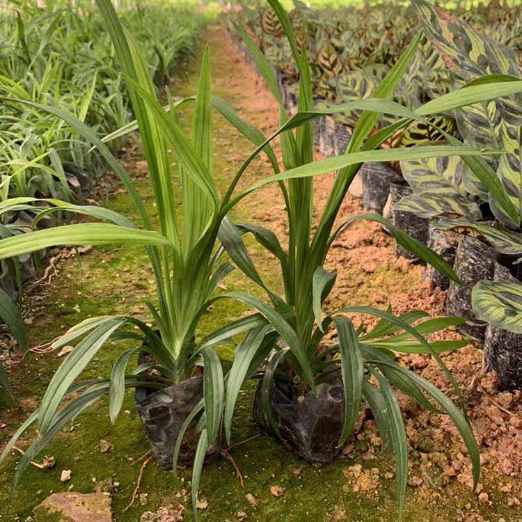 吉祥草小苗批发 吉祥草袋苗 紫衣草绿化苗 常绿草本植物