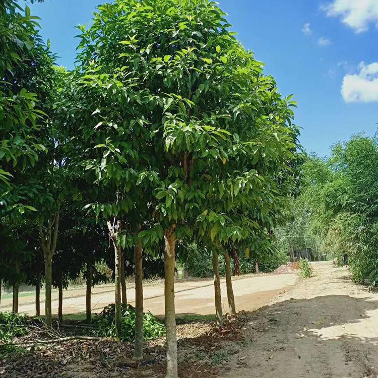 白兰移植苗白兰花兰花树苗绿化苗基地批发