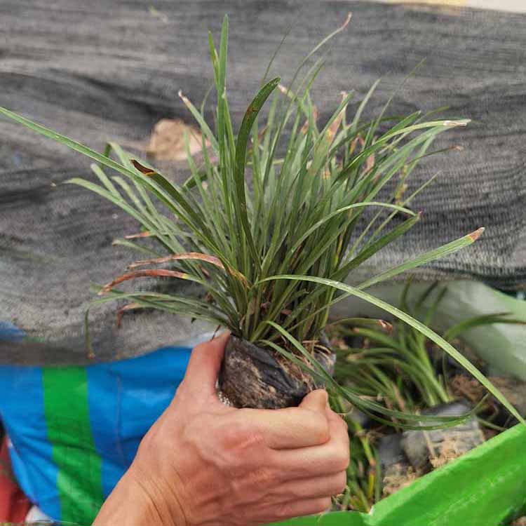 兰花三七小苗批发 小叶麦冬杯苗 地被植物 四季常青