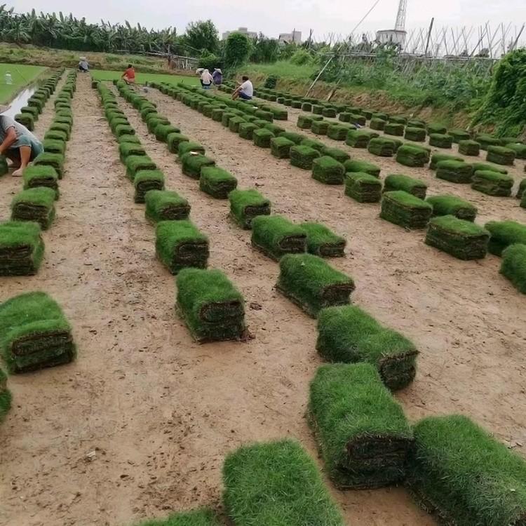 馬尼拉草皮批發報價 馬尼拉草坪地被苗 學校園林綠化 固土護坡