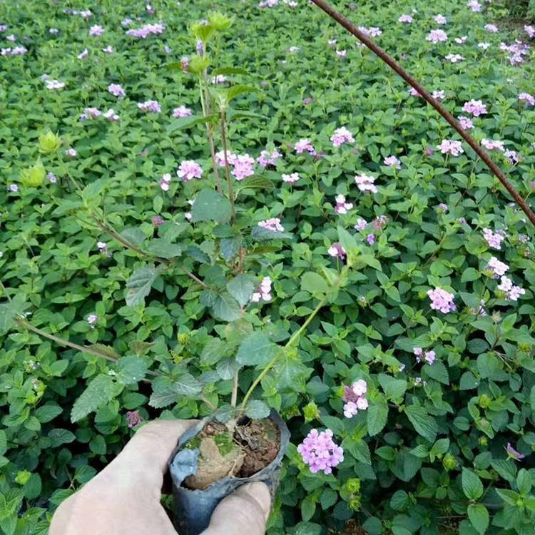 紫花马樱丹容器苗紫花马缨丹工程苗绿化带色块苗木