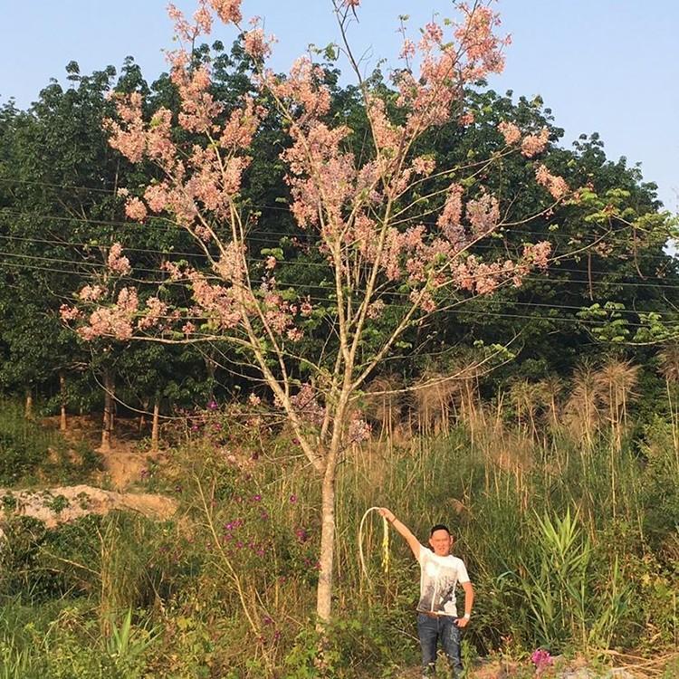 花旗木移植苗花旗木容器苗各种规格供应大量批发