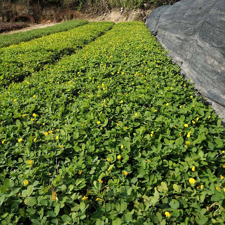 蔓花生小苗批发 遍地黄金绿化苗 公路沿线隔离带地被植物