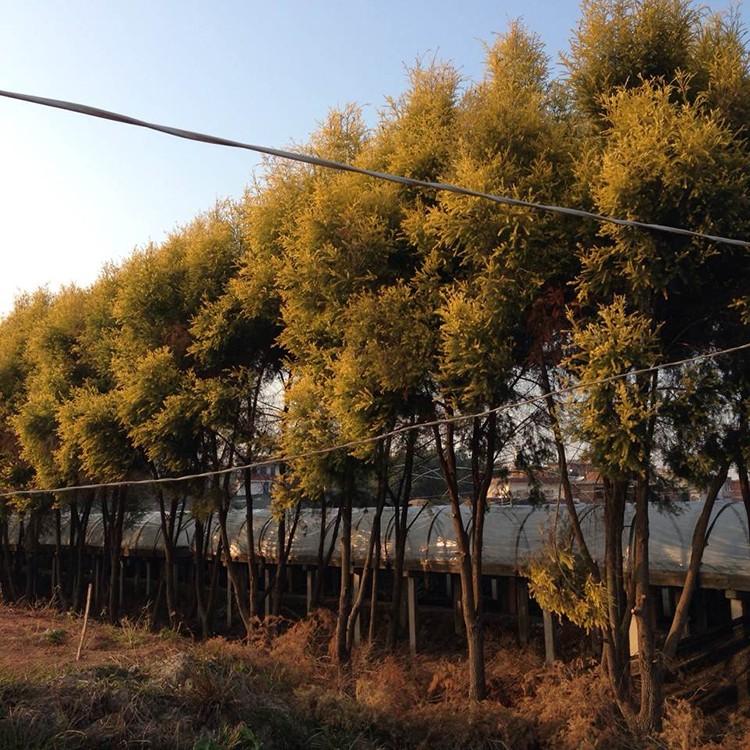 千层金移植苗 黄金宝树苗 黄金宝树基地批发