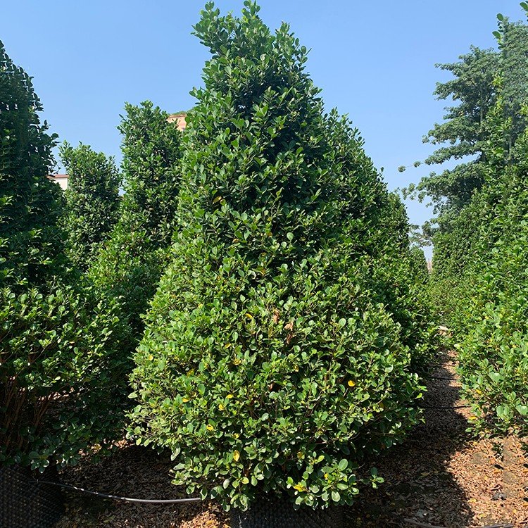 塔型火山榕容器苗 造型火山榕盆景 常绿小乔木 公园造景苗木