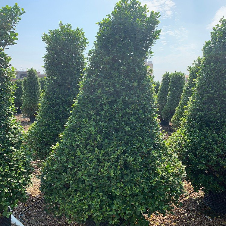 塔型火山榕容器苗 造型火山榕盆景 常绿小乔木 公园造景苗木