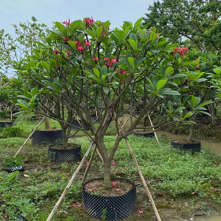 红花鸡蛋花移植苗粉花鸡蛋花树绿化工程苗木
