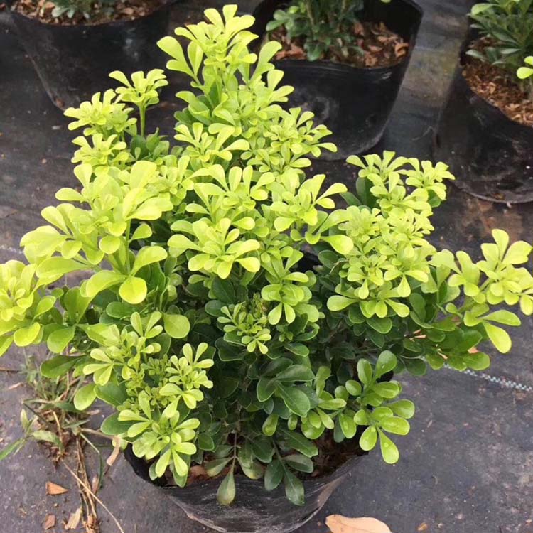 米兰绿化苗批发报价 米兰容器苗 米仔兰袋苗 福建基地直供