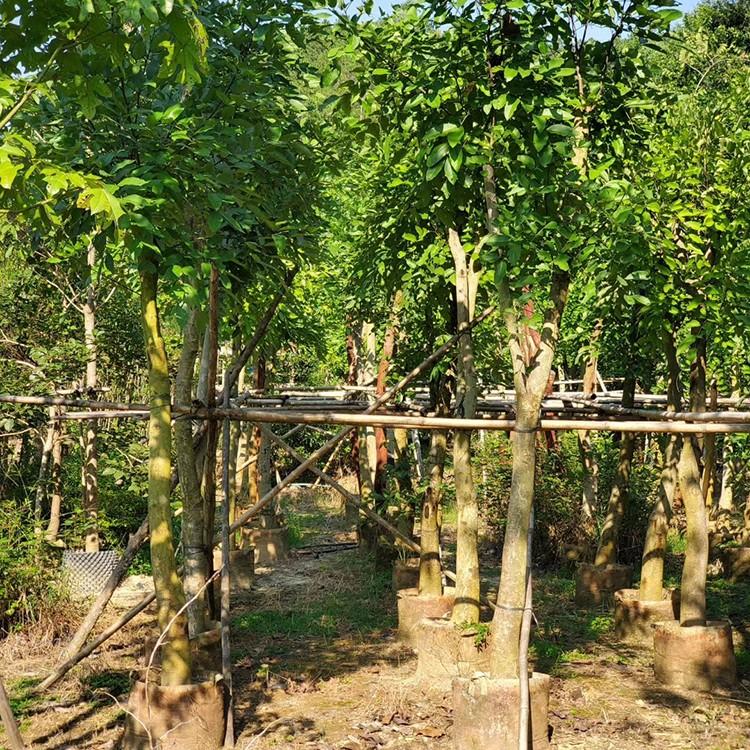 腊肠树移植苗 腊肠树容器苗 树形优美 产地直供