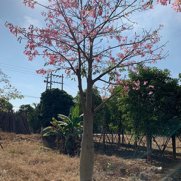 美丽异木棉移植苗观花乔木美丽异木棉批发庭院绿化高级树种