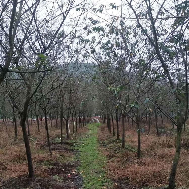 台湾牡丹樱基地批发 台湾牡丹樱移植苗 规格齐全