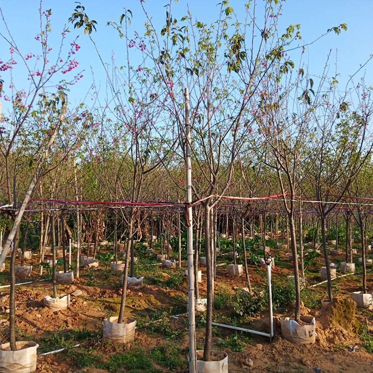 台湾牡丹樱基地批发 台湾牡丹樱移植苗 规格齐全