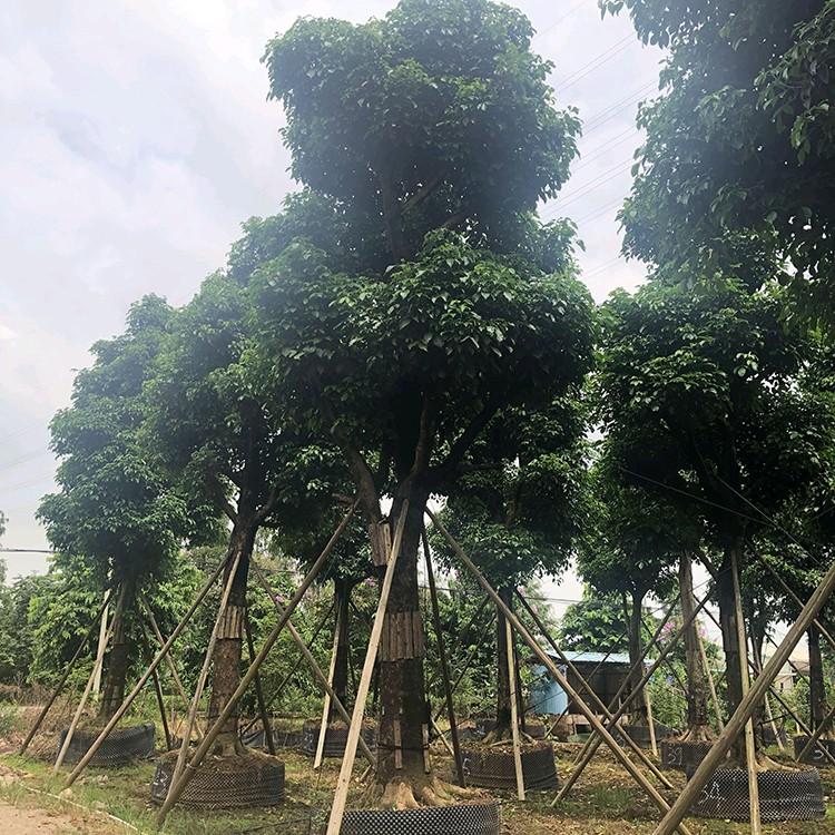 秋枫基地直供 庭院树行道树 秋枫移植苗 多规格供应