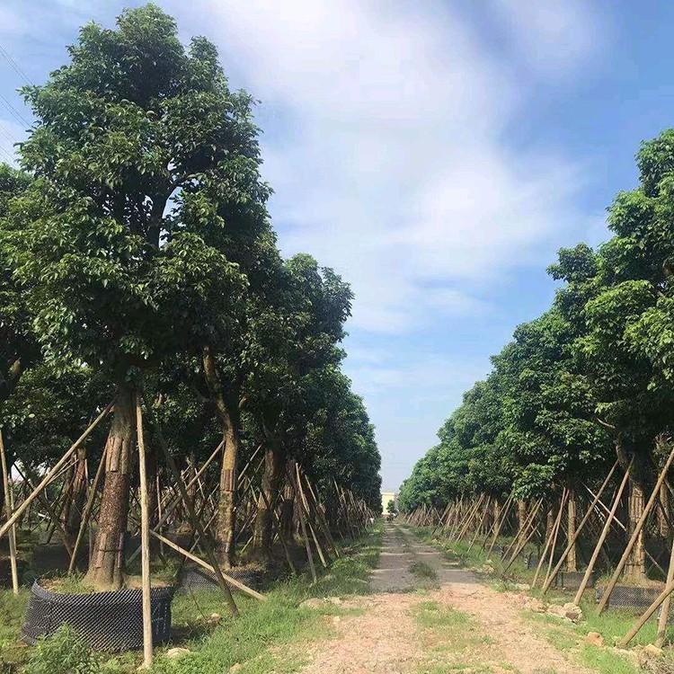 秋枫基地直供 庭院树行道树 秋枫移植苗 多规格供应