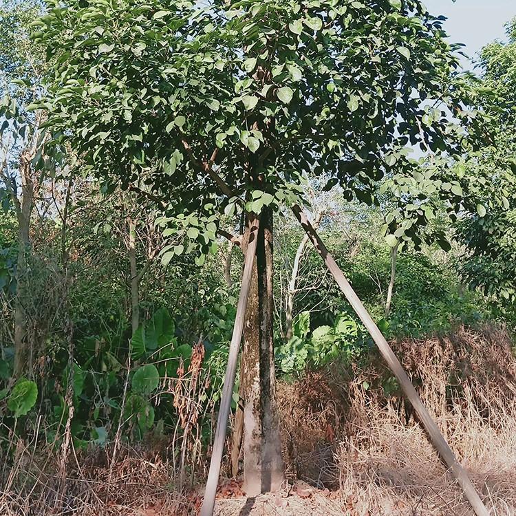 秋枫基地直供 庭院树行道树 秋枫移植苗 多规格供应