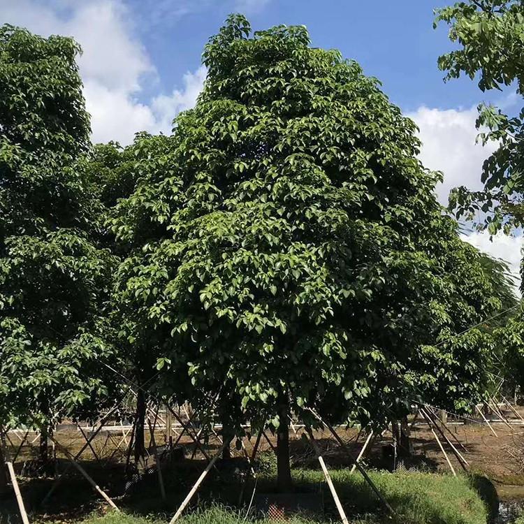 秋枫基地直供 庭院树行道树 秋枫移植苗 多规格供应