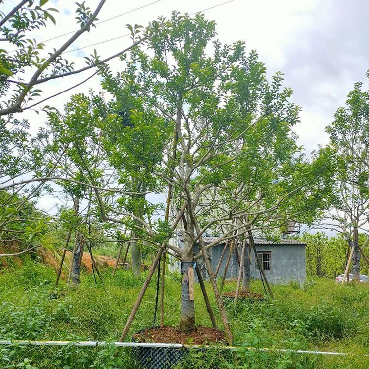 铁冬青移植苗基地出售移植铁冬青树基地直供