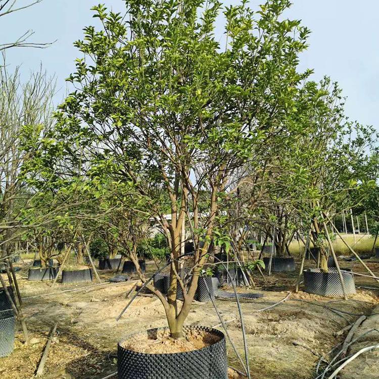 香泡树移植苗香泡树容器苗别墅小区造景树