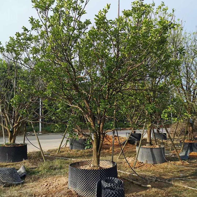 香泡树移植苗香泡树容器苗别墅小区造景树