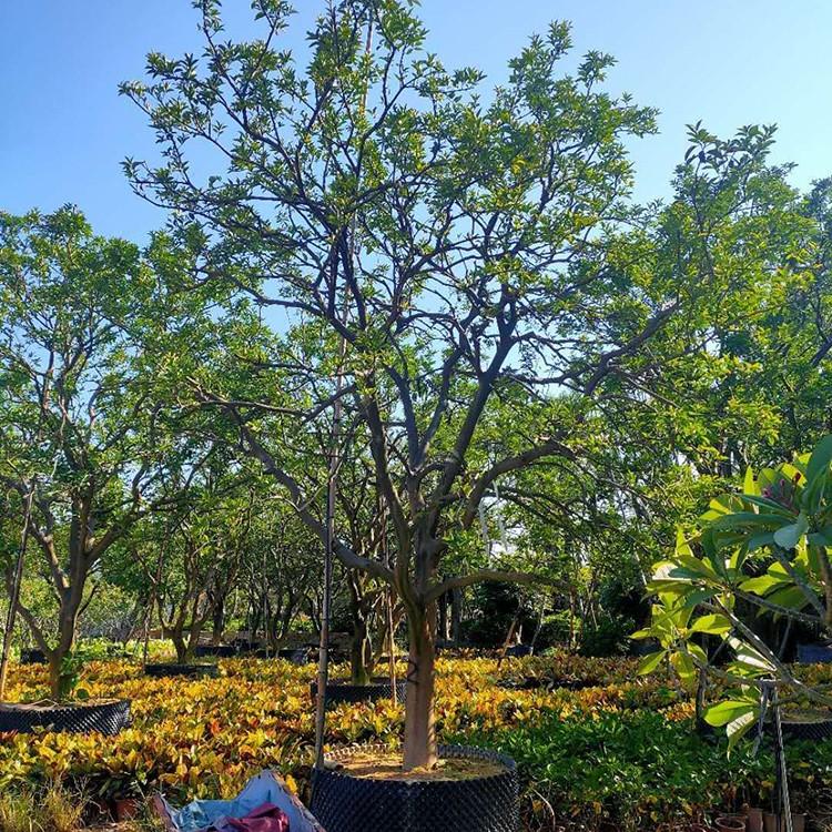 香橼移植苗香橼树苗福建基地批发各种规格供应