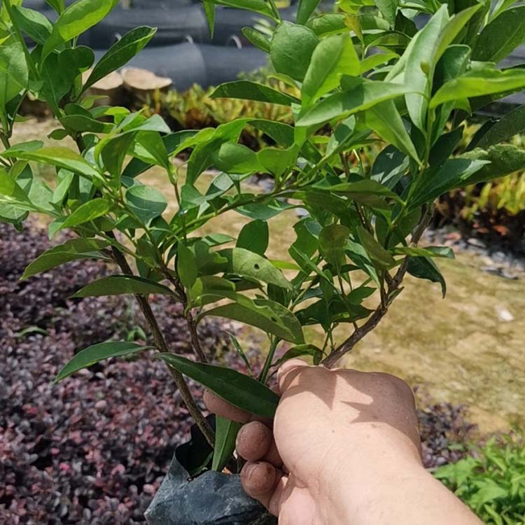 双色茉莉小苗 番茉莉绿化苗 二色茉莉袋苗 四季常绿植物