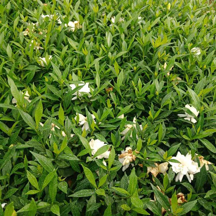 白色栀子花袋苗重瓣栀子花小苗福建绿化苗木