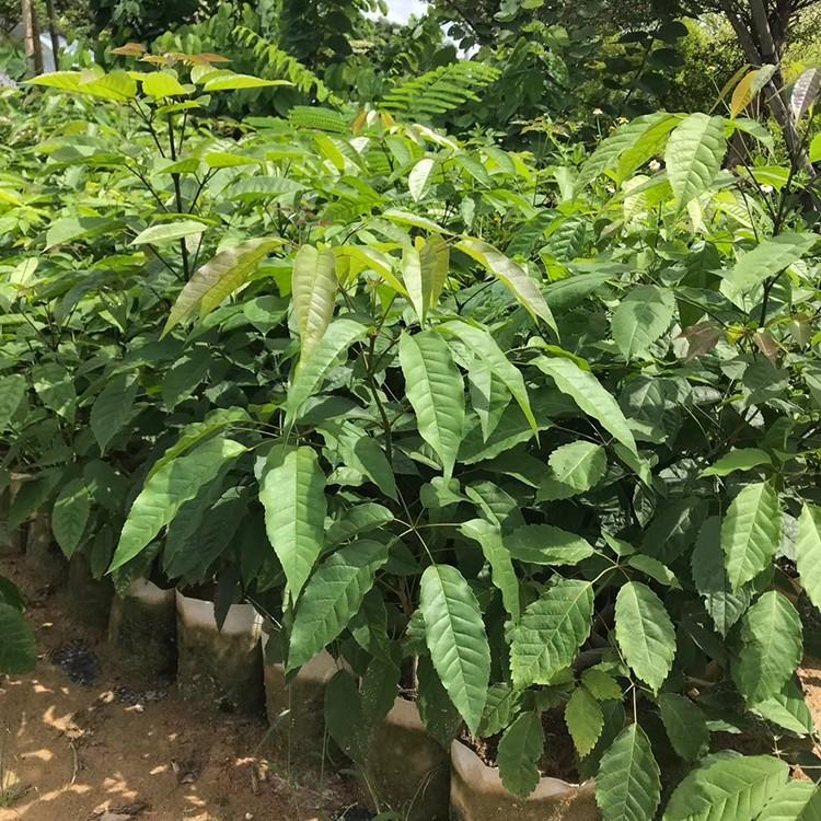紫花风铃木小苗 紫花风铃木树苗 福建种植绿化树木基地