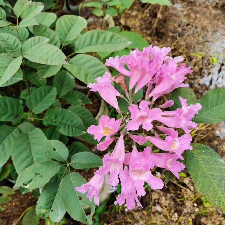 紫花風鈴木小苗 紫花風鈴木樹苗 福建種植綠化樹木基地