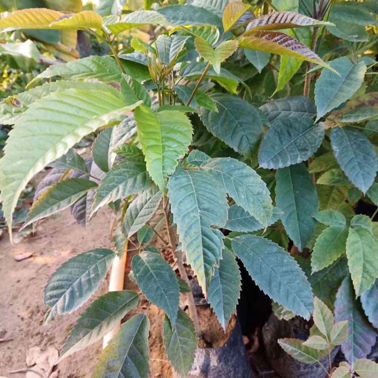 紫花风铃木小苗 紫花风铃木树苗 福建种植绿化树木基地