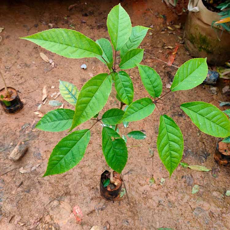 紫花风铃木小苗 紫花风铃木树苗 福建种植绿化树木基地