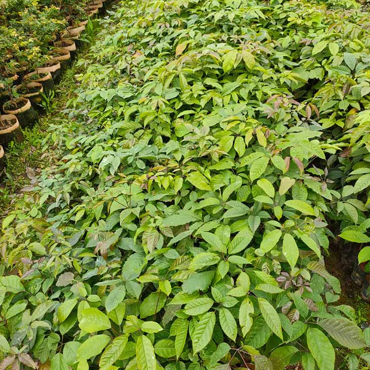 紫花风铃木小苗 紫花风铃木树苗 福建种植绿化树木基地